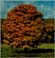 Vermont State Tree - Sugar Maple